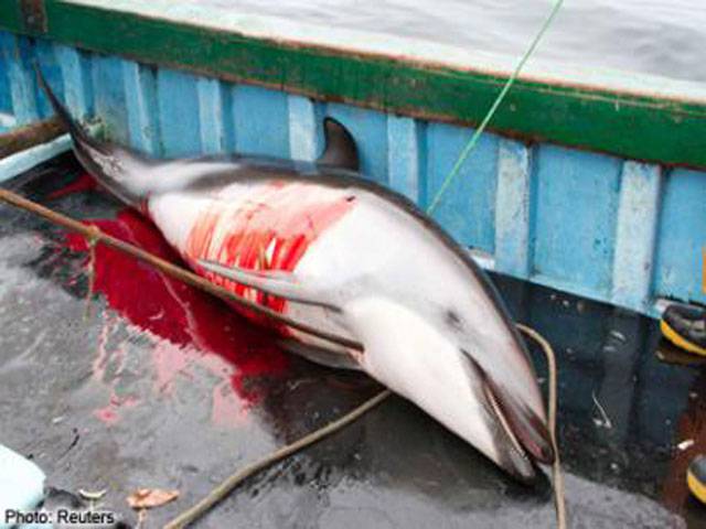 Dolphin killings rise in Peru due to Asia shark fin sales