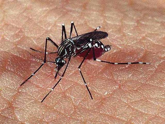 Sindh sees another two dengue deaths