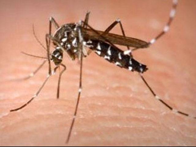 Dengue holds ground 