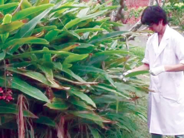 Okinawan plant holds promise of elixir of youth