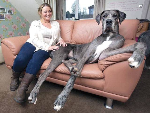 7ft 1in Great Dane, still growing