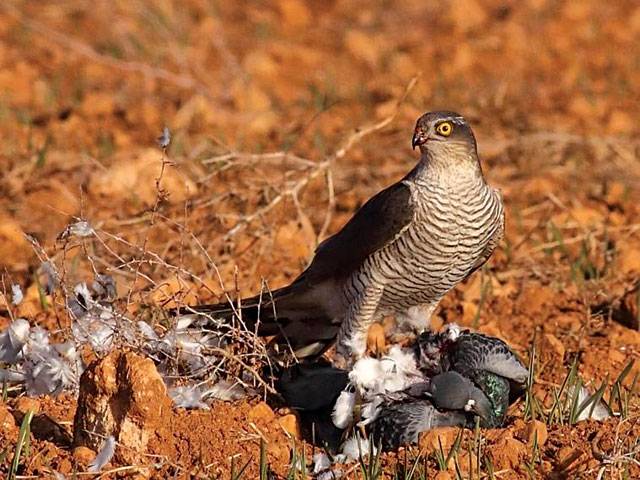 For The Love Of Falconry