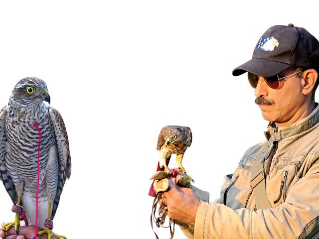 For The Love Of Falconry