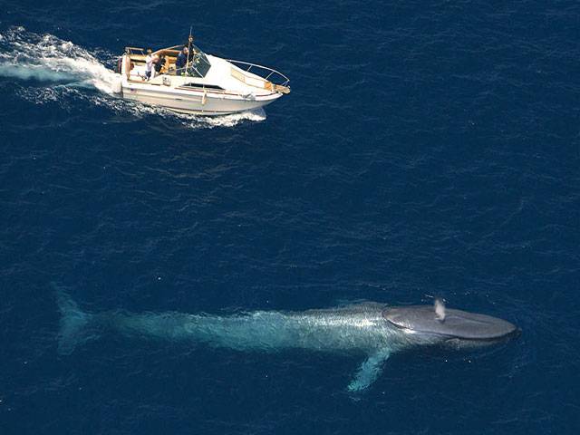 Blue whales bounce back