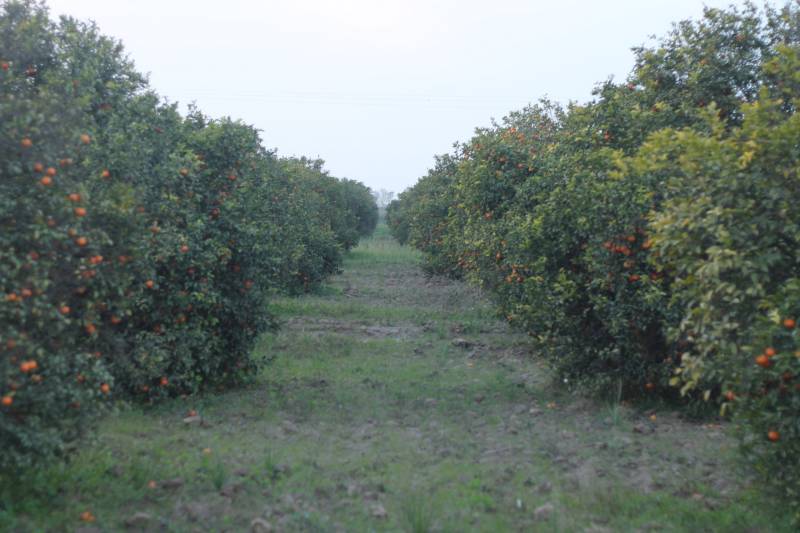 Land of the best citrus ever