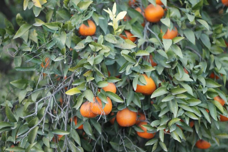 Land of the best citrus ever