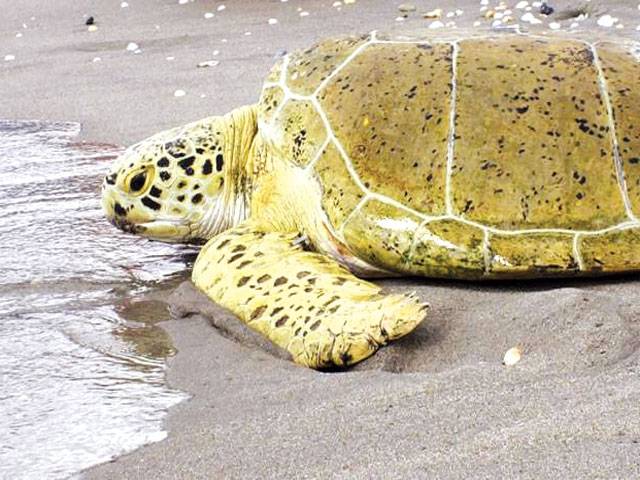 Green sea turtles nest in record numbers in Florida 