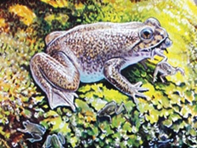 Ancient long-extinct amphibians found in Brazil