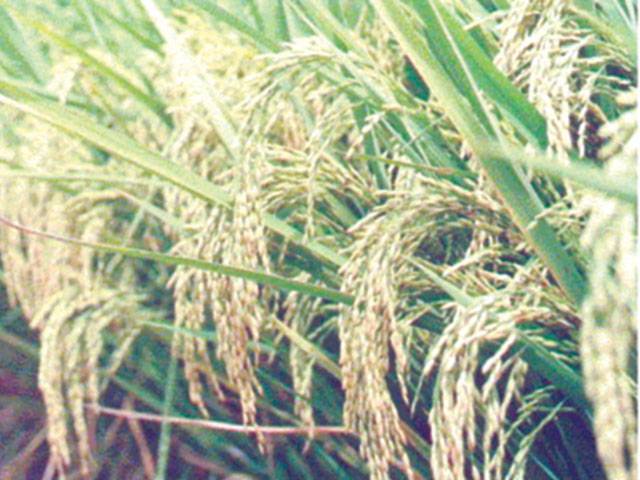 Basmati rice export down by 31pc