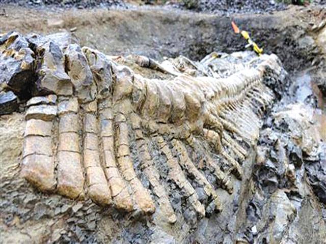 Dinosaur fossils found in India