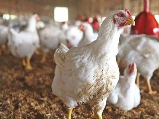 Increase in chicken price feared