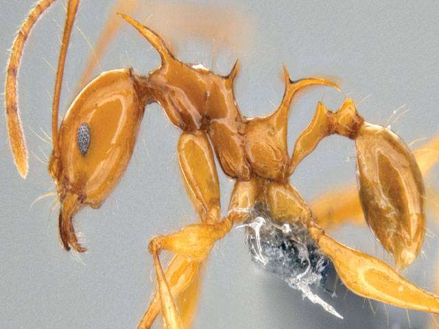 Ant species named after Game of Thrones dragons