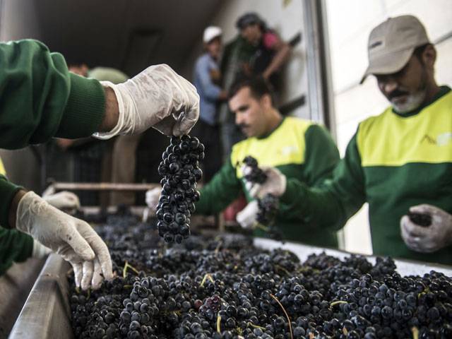 Egypt wineries struggle to revive derided industry