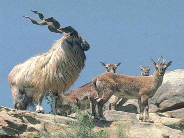 Markhor illegal hunting banned in Takato mountain range