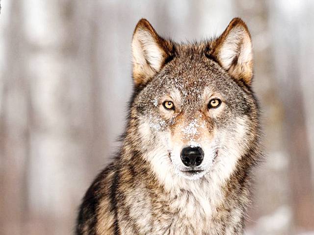 Howl of outrage in Italy over anti-wolf campaign 