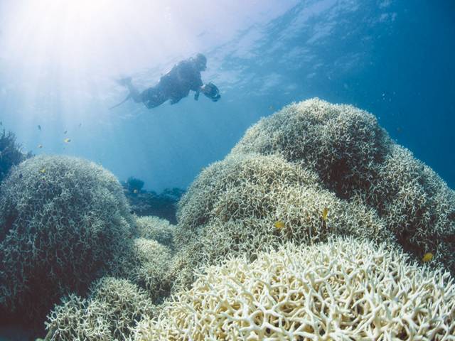 Australia Sees Second Year Of Barrier Reef Bleaching