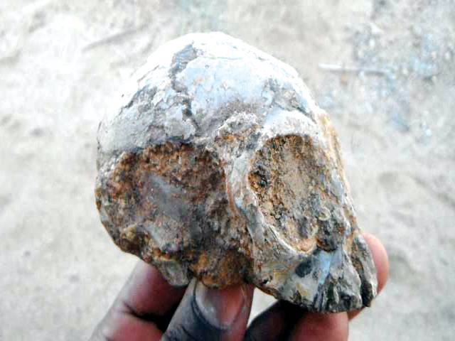 Ancient skull hints at African roots for ape- human ancestor