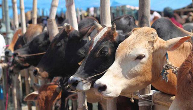 One lac cattle arrive at Asia’s biggest market