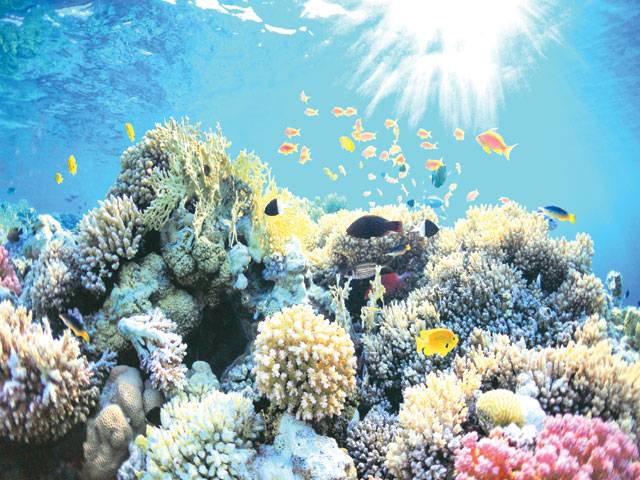 CO2 rise will affect all sea life