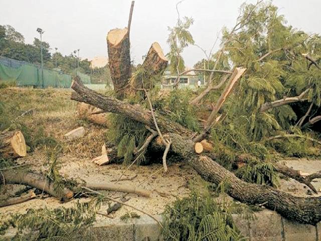 CDA’s TREE MASSACRE 