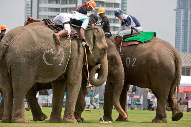 Big competition at Bangkok’s elephant polo games