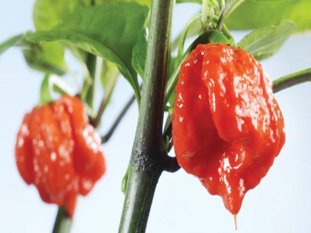 Man in hospital after eating world’s hottest chilli