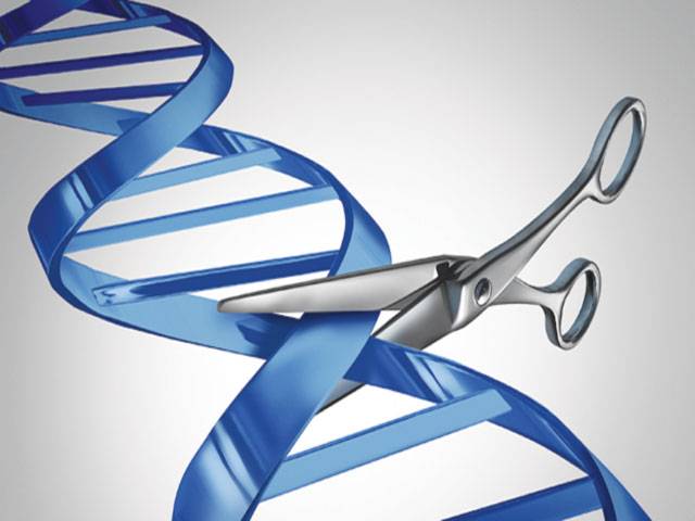 Scientists develop sharper gene-editing scissors