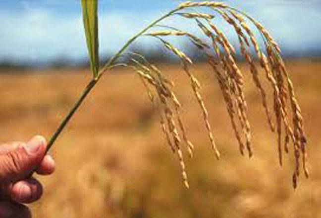 Paddy crop to cover 4.4m acres in Punjab