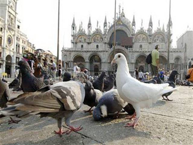 St Mark’s Square pigeons refuse to budge