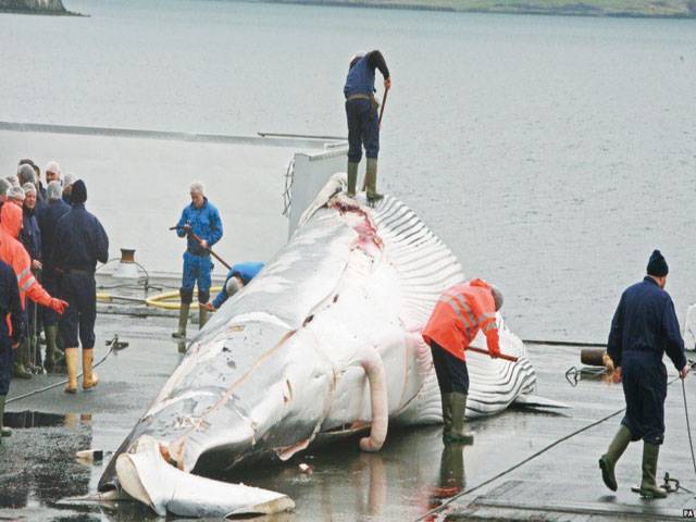 Minke whale hunting ends in Iceland