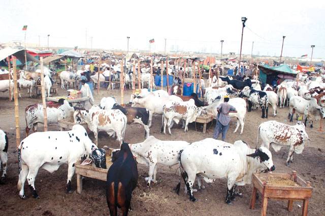 Cattle market causing inconvenience to locals 