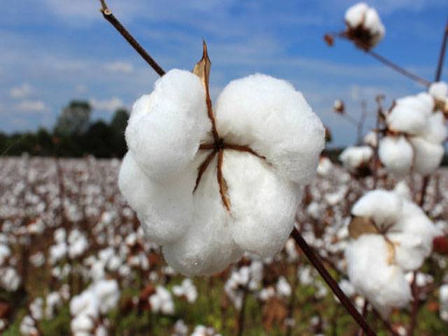 14m cotton bales production expected