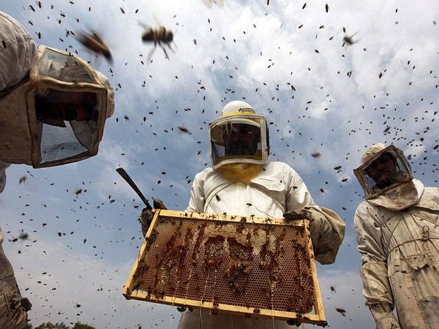 Beekeepers concerned over increase in taxes