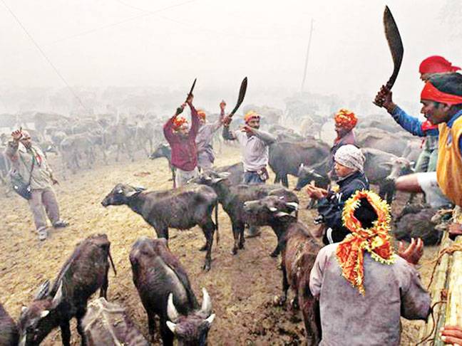 Sri Lanka to ban animal sacrifices at Hindu temples