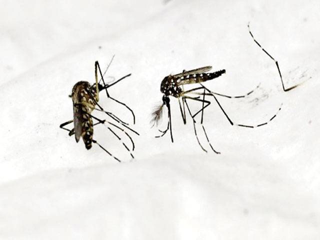 Microplastics may enter foodchain through mosquitoes 