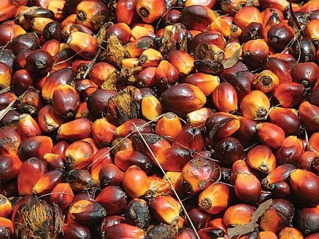 Indonesia asked to set up JVs for palm oil production in Pakistan