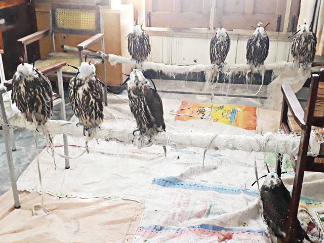 Bid to smuggle eight falcons foiled