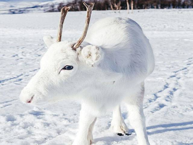 Rare white reindeer calf spotted in Norway