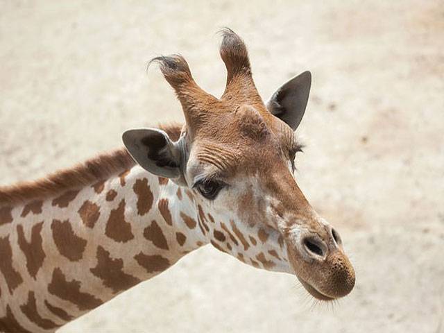 Giraffe subspecies listed as ‘critically endangered’ for 1st time