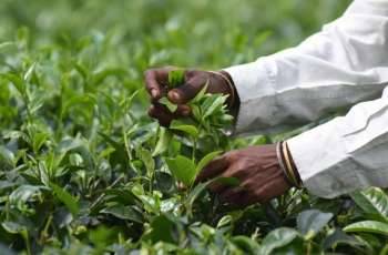 Sindh farmers delegation visit CCRI Multan