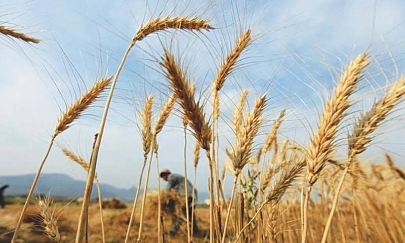 Water shortage to affect wheat crop