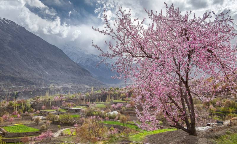 Tourism season starts at Northern areas as cherry blossoms