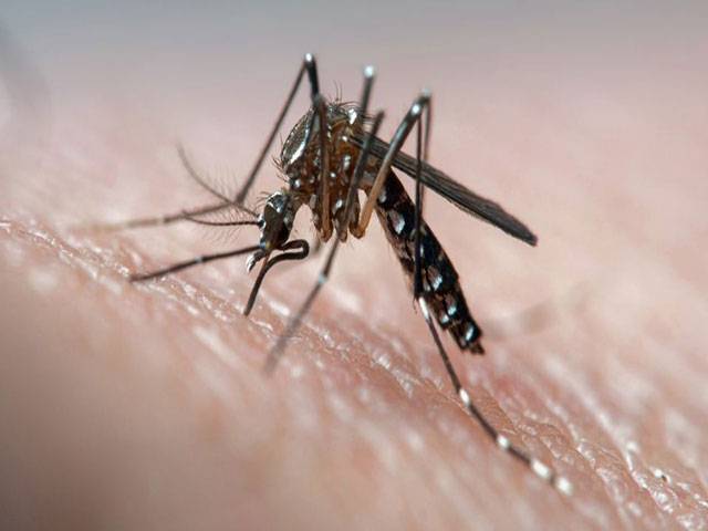 Dengue on the prowl as another two die in Faisalabad