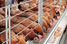 Production and characterisation of protease for poultry feed industry