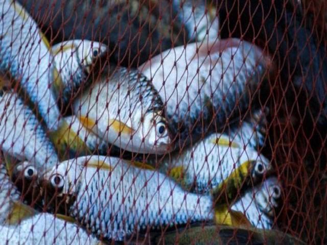 Govt to spend Rs13.17b on aquaculture development