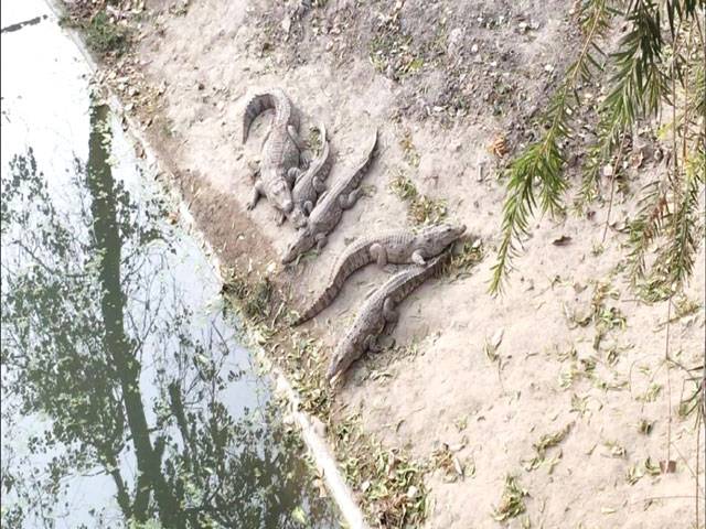 Seven baby Crocs die at Bahawalpur Zoo