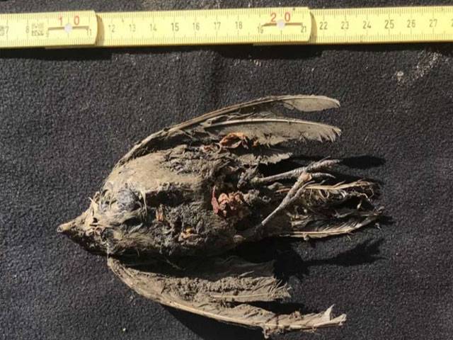 Scientists find 46,000yrs frozen bird