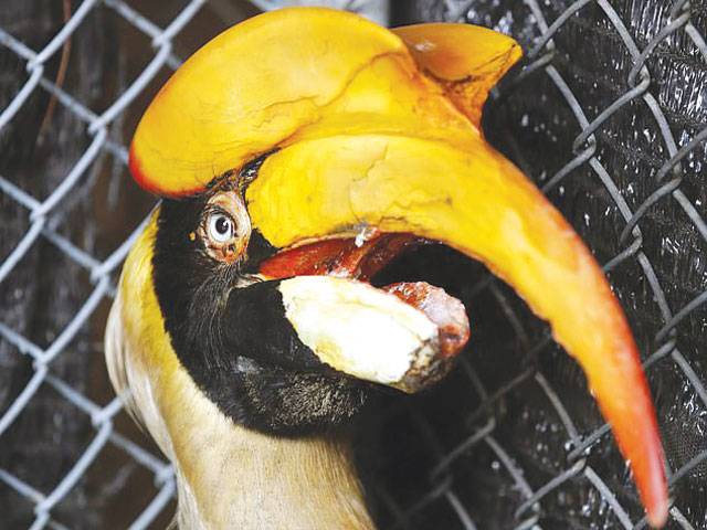 Injured hornbill found in Thailand