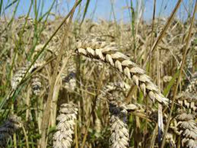 Private sector responding positively to govt’s wheat import policy