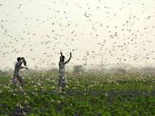 Locust threat exists only in Bahawalpur, Tharparkar   